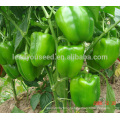 ASP021 Sufeng f1 hybrid green sweet pepper seeds bell pepper seed